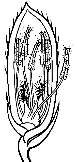 Rice flower